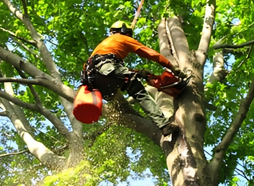 Tree worker climbing and cutting branches.